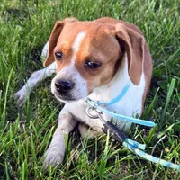 Luke Pocket Beagle, a male Beagle for sale in Falmouth, KY – 5 of 10