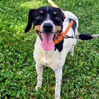 Kenzie Blue-ticked Pocket , a female Beagle for sale in Falmouth, KY – 9 of 9