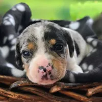 Jewell Pocket Beagle, a female Beagle for sale in Falmouth, KY – 5 of 10