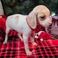 Salt Pocket Beagle, a female Beagle for sale in Falmouth, KY – Photo 10 of 10