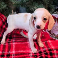Salt Pocket Beagle, a female Beagle for sale in Falmouth, KY – Photo 8 of 10