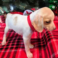 Salt Pocket Beagle, a female Beagle for sale in Falmouth, KY – Photo 2 of 10