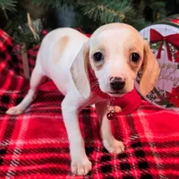 Salt Pocket Beagle, a female Beagle for sale in Falmouth, KY – Photo 7 of 10