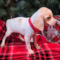 Salt Pocket Beagle, a female Beagle for sale in Falmouth, KY – Photo 3 of 10
