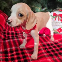 Salt Pocket Beagle, a female Beagle for sale in Falmouth, KY – Photo 4 of 10