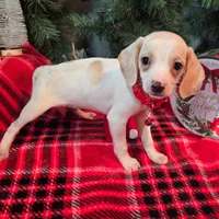 Salt Pocket Beagle, a female Beagle for sale in Falmouth, KY – Photo 5 of 10