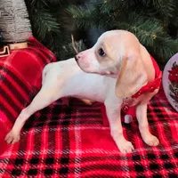 Salt Pocket Beagle, a female Beagle for sale in Falmouth, KY – Photo 6 of 10