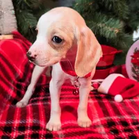 Salt Pocket Beagle, a female Beagle for sale in Falmouth, KY – Photo 9 of 10