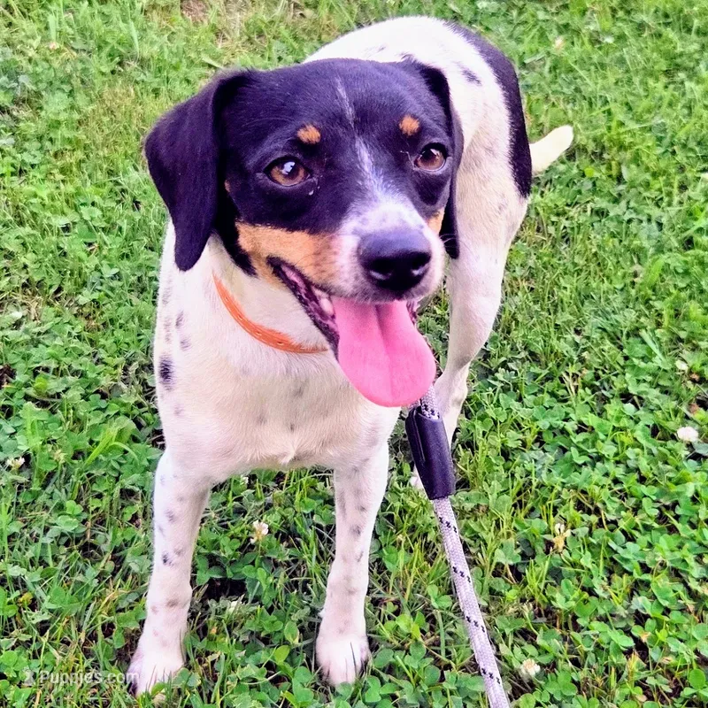 Kenzie Blue-ticked Pocket  – Beagle puppy for sale in Falmouth, KY