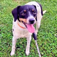 Kenzie Blue-ticked Pocket , a female Beagle for sale in Falmouth, KY – 8 of 9