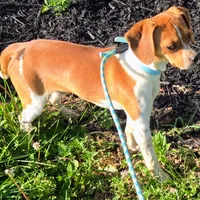 Luke Pocket Beagle, a male Beagle for sale in Falmouth, KY – 4 of 10