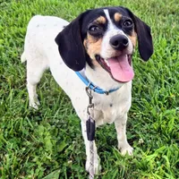 Kaylee Blue-ticked Pocket Beagle, a female Beagle for sale in Falmouth, KY – 2 of 10