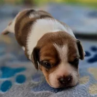 Harrison Pocket Beagle, a male Beagle for sale in Falmouth, KY – 7 of 10