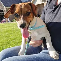 Ice Cream Pocket Beagle, a male Beagle for sale in Falmouth, KY – 2 of 10