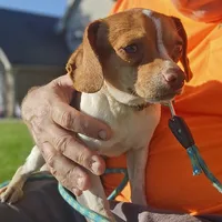 Sam Pocket Beagle, a male Beagle for sale in Falmouth, KY – 10 of 10