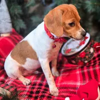 Maui Pixie Pocket Beagle, a male Beagle for sale in Falmouth, KY – Photo 9 of 10