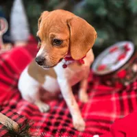 Maui Pixie Pocket Beagle, a male Beagle for sale in Falmouth, KY – Photo 10 of 10