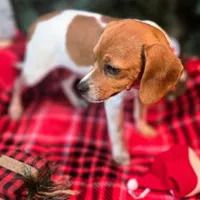 Maui Pixie Pocket Beagle, a male Beagle for sale in Falmouth, KY – Photo 5 of 10