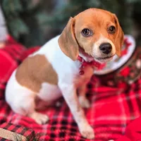 Maui Pixie Pocket Beagle, a male Beagle for sale in Falmouth, KY – Photo 6 of 10