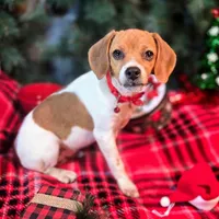 Maui Pixie Pocket Beagle, a male Beagle for sale in Falmouth, KY – Photo 3 of 10