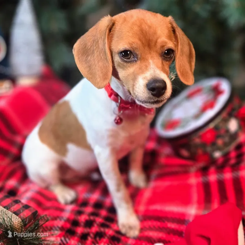 Maui Pixie Pocket Beagle