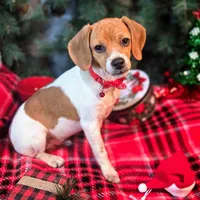 Maui Pixie Pocket Beagle, a male Beagle for sale in Falmouth, KY – Photo 4 of 10