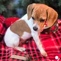 Maui Pixie Pocket Beagle, a male Beagle for sale in Falmouth, KY – Photo 8 of 10