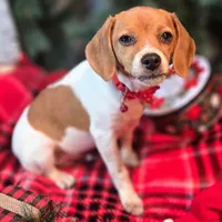 Maui Pixie Pocket Beagle, a male Beagle for sale in Falmouth, KY – Photo 1 of 10