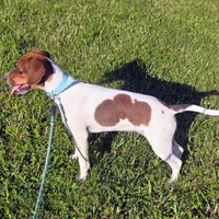 Ice Cream Pocket Beagle, a male Beagle for sale in Falmouth, KY – 6 of 10
