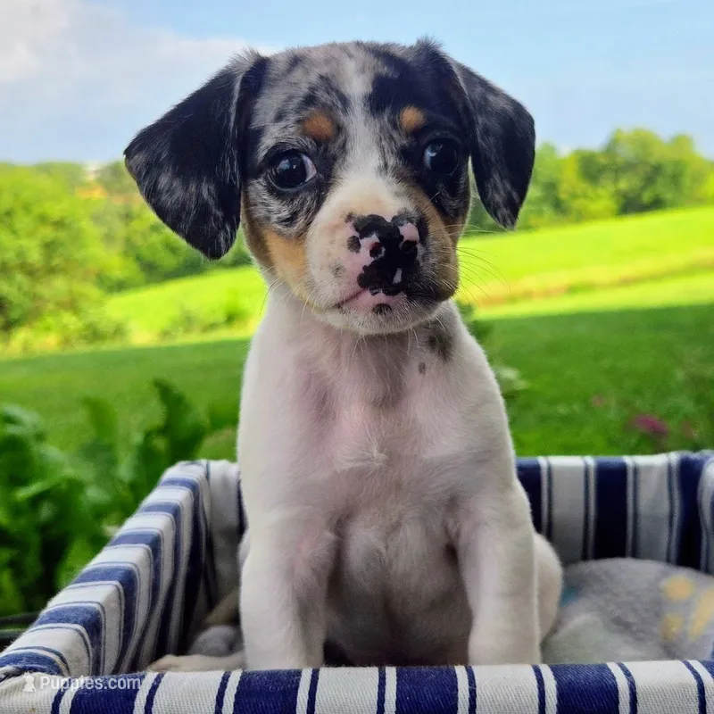 Jewell Pocket Beagle – Beagle puppy for sale in Falmouth, KY