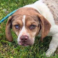 Toby Wrinkleface Pocket, a male Beagle for sale in Falmouth, KY – 5 of 10