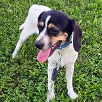 Kaylee Blue-ticked Pocket Beagle, a female Beagle for sale in Falmouth, KY – 9 of 10