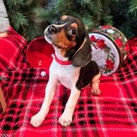 Pepper Pocket Beagle, a male Beagle for sale in Falmouth, KY – Photo 7 of 10