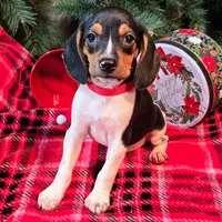 Pepper Pocket Beagle, a male Beagle for sale in Falmouth, KY – Photo 3 of 10