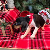 Pepper Pocket Beagle, a male Beagle for sale in Falmouth, KY – Photo 8 of 10