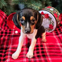 Pepper Pocket Beagle, a male Beagle for sale in Falmouth, KY – Photo 6 of 10