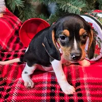 Pepper Pocket Beagle, a male Beagle for sale in Falmouth, KY – Photo 10 of 10