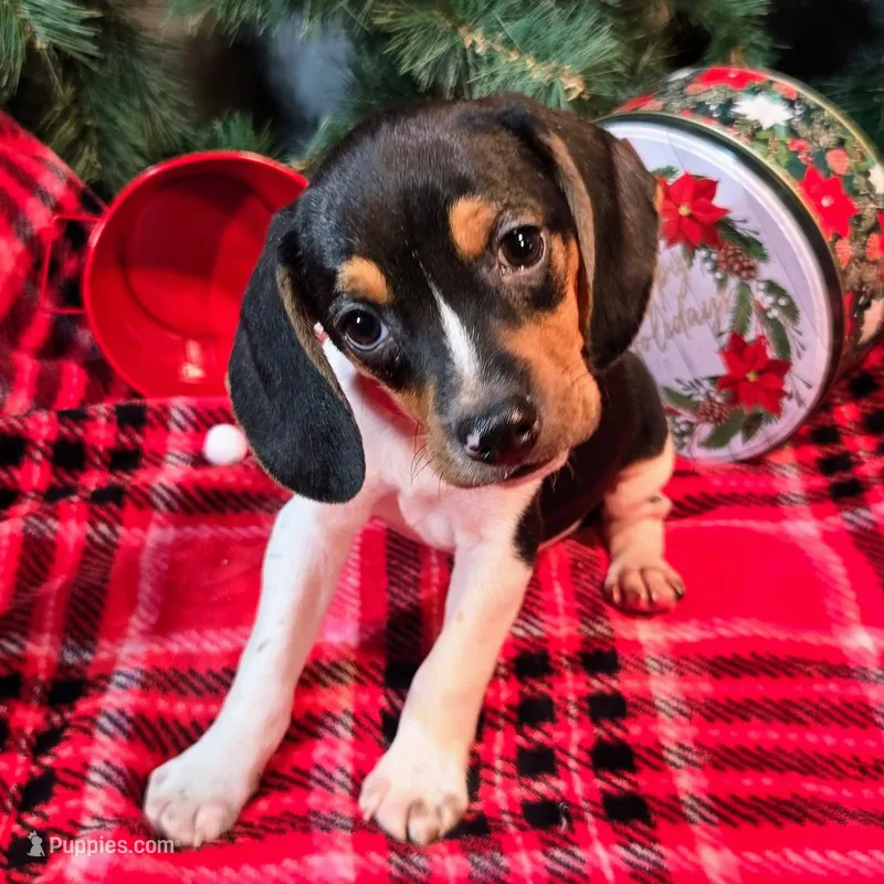 Pepper Pocket Beagle
