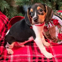 Pepper Pocket Beagle, a male Beagle for sale in Falmouth, KY – Photo 4 of 10