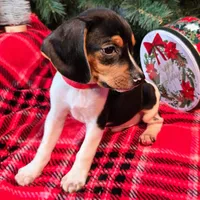 Pepper Pocket Beagle, a male Beagle for sale in Falmouth, KY – Photo 5 of 10