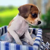 Treasure Pocket Beagle, a male Beagle for sale in Falmouth, KY – 5 of 10