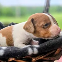 Golden Pocket Beagle, a male Beagle for sale in Falmouth, KY – 5 of 10