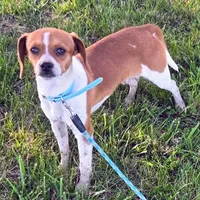 Luke Pocket Beagle, a male Beagle for sale in Falmouth, KY – 6 of 10