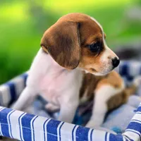 Treasure Pocket Beagle, a male Beagle for sale in Falmouth, KY – 9 of 10
