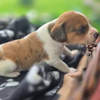 Treasure Pocket Beagle, a male Beagle for sale in Falmouth, KY – 5 of 10