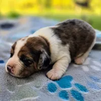 Starr Pocket Beagle, a male Beagle for sale in Falmouth, KY – 4 of 10
