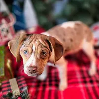 Toby Wrinkleface Pocket, a male Beagle for sale in Falmouth, KY – Photo 3 of 10