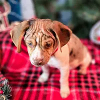 Toby Wrinkleface Pocket, a male Beagle for sale in Falmouth, KY – Photo 6 of 10