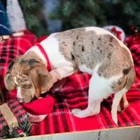 Toby Wrinkleface Pocket, a male Beagle for sale in Falmouth, KY – Photo 8 of 10