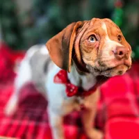 Toby Wrinkleface Pocket, a male Beagle for sale in Falmouth, KY – Photo 5 of 10